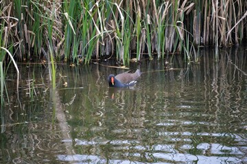 wild duck in the water
