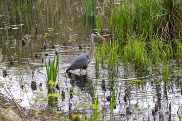 great blue heron in the water