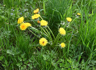 Bright yellow dandelions flourish in a green meadow during the spring season, showcasing nature's vibrant colors and biodiversity