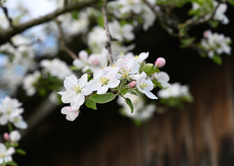 Apple blossoms bloom in spring sunlight, showcasing delicate white petals and fresh green leaves in a serene garden setting