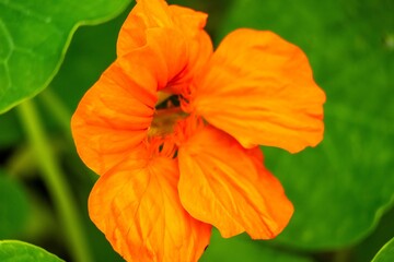 orange flower in the garden
