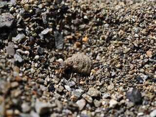 砂に潜むアリジゴク