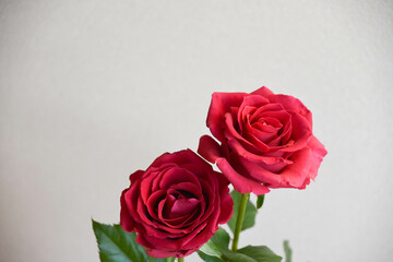 赤い薔薇