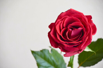 赤い薔薇
