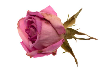 Dried pink Rose isolated on white background	