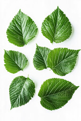 Fototapeta premium mulberry leaves on white background