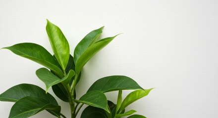 Photo Green Leaves on White Textured Wall Background