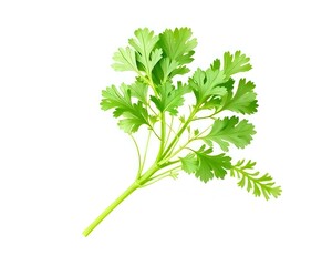 bunch of parsley