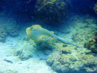 Swimming blue spotted stingray at the Perenthian Islands in Malaysia