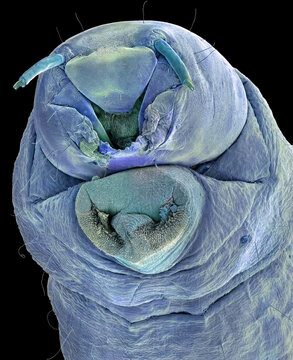 Bloodworm, SEM