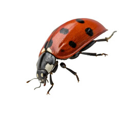 Naklejka premium Ladybug isolated on transparent background