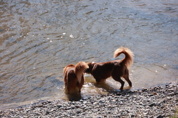 Two dogs are playing in the water, one of which has its tail wagging