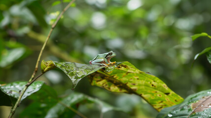 A vibrant tree frog rests on a tropical leaf, embodying nature's delicate beauty.