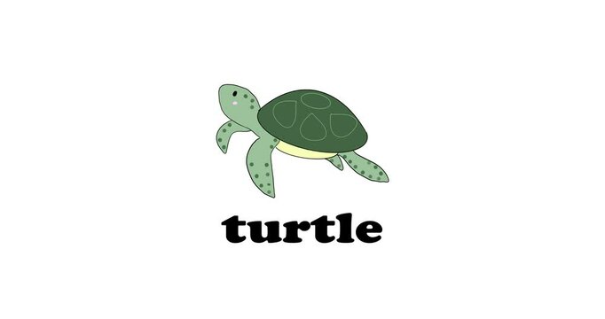 sea animals study in english, turtle