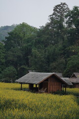 Obraz premium house in the woods