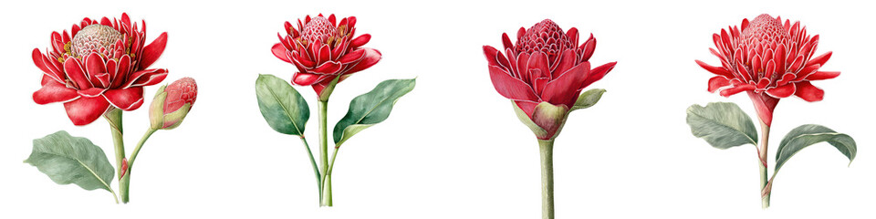 Vibrant, colorful red flowers showcasing intricate petal designs and lush green leaves, ideal for floral arrangements, home decor, and botanical illustrations.