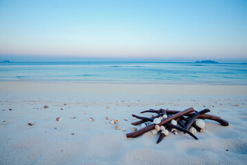 Peaceful Beach Scene with Driftwood and Shells