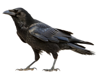 Fototapeta premium Full Portrait of a Raven Isolated on transparent background cutout, PNG file, Cutout file