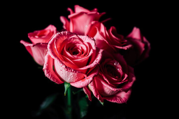 Fototapeta premium Close-up of Romantic Pink Roses with Water Drops