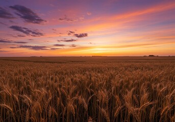 Photo of Golden Wheat Field at Sunset