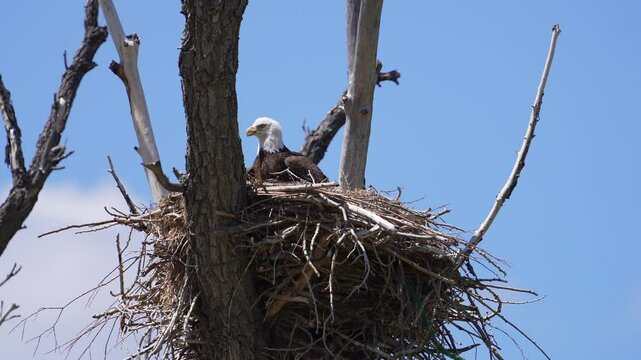 Bald Eagle sitting in its nest during spring in Utah on sunny day.