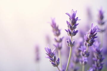 Purple lavender flowers on white blurred background. Fresh lavandula flower of lilac color. Copy space for text. AI
