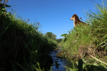 A dog is sitting in a grassy area next to a stream