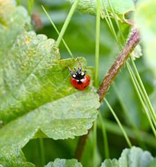 cute lady bug rest on a leaf, animals and insects theme