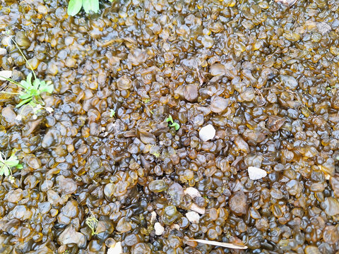 Yellow and brown balls of the Nostoc commune plant grow in the yard.