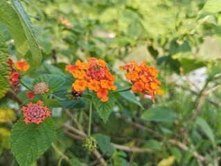 Common Lantana flowers (Lantana camara) in outdoor garden 