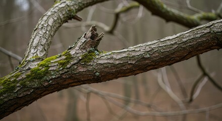 Photo of Mossy Tree Branch in Misty Forest