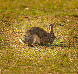 rabbit in the grass