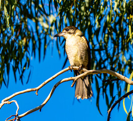 Butcher bird