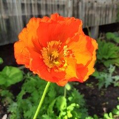 Obraz premium A stunning wildlife photograph capturing animals and plants in their natural habitat, showcasing the vibrant life, balance, and untouched beauty of the wild ecosystem.