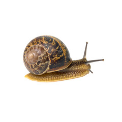 close up of snail showcasing its spiral shell and soft body, highlighting its unique texture and colors. This captures essence of nature slow moving creatures, evoking sense of calm and curiosity