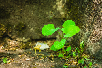 Bright green plant thrives in a stone crevice, showcasing nature's resilience in a shaded corner