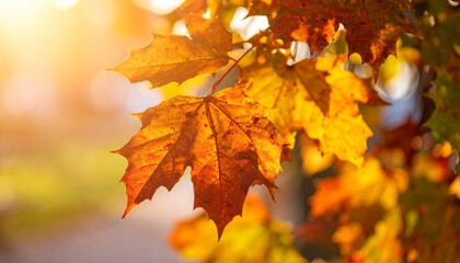 Obraz premium Golden autumn leaves, shades of red, orange and yellow, warm sunlight.