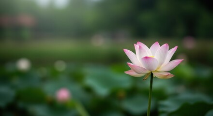 Fototapeta premium Lotus Flower in Pond