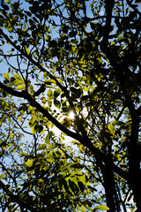 Forest tall trees pine grass sun rays, beautiful rays of sunlight shining through the vibrant lush green foliage and creating a dynamic scenery