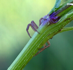 ground crab spider hug plant twig, close up image