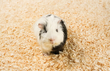 Guinea pig exploring a cozy habitat with wood shavings during daylight