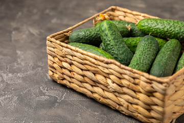 Cucumber on wooden background. Slice of cucumber on background. Fresh organic green cucumbers gherkin. Vegan. Salad ingredient. Farm vegetables. Cut vegetables with knife. Space for text. Copy space