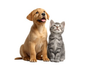 a happy golden retriever puppy dog and grey kitten cat sitting together, looking up, isolated on a transparent background.