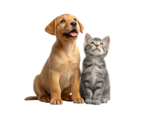 a happy golden retriever puppy dog and grey kitten cat sitting together, looking up, isolated on a transparent background.
