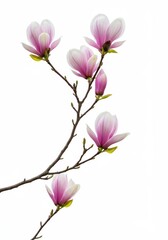 Photo Pink Magnolia Blossoms on Branch White Background