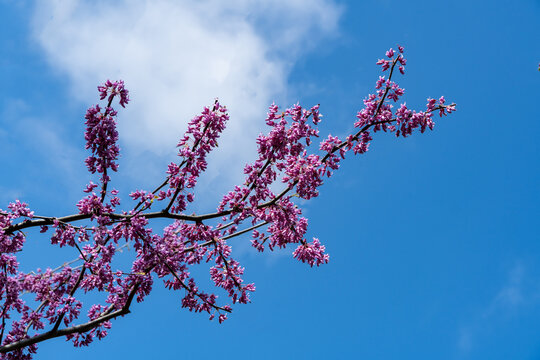 Vibrant tree branch Eastern Redbud, or Eastern Redbud Cercis canadensis adorned with clusters of pink blossoms against backdrop of clear blue sky.