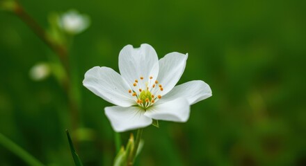 Fototapeta premium White flower blossom representing purity and freshness, with green background