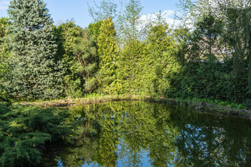 Surface of calm pond, surrounded by evergreen plants on shore, reflects like mirror lush greenery and trees under clear blue sky, creating calm natural scene. Nature concept for design.