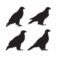 Vector silhouette set of eagle on white background 