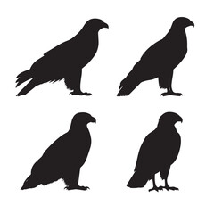 Vector silhouette set of eagle on white background 
